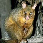 Warrawong Wildlife Park - Accommodation Yamba 2