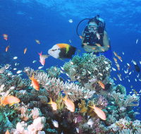 Drop Zone Dive Site - Accommodation Yamba