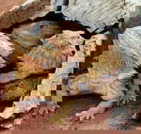 Alice Springs Reptile Centre - Accommodation Yamba