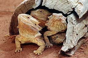 Alice Springs Reptile Centre - Accommodation Yamba 0