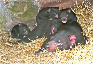 The East Coast TAS Accommodation Yamba