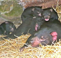 East Coast Natureworld - Accommodation Yamba