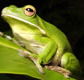 The Rainforest Habitat - Accommodation Yamba