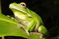The Rainforest Habitat - Accommodation Yamba 0