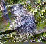 Koala Conservation Centre - Accommodation Yamba