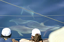 Temptation Sailing - Accommodation Yamba 2