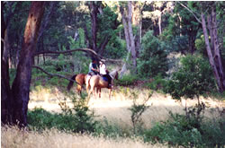 High Country Horses - Accommodation Yamba 1