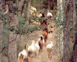 High Country Horses - Accommodation Yamba 2