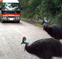 Kookaburra Tours - Accommodation Yamba