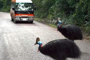 Kookaburra Tours - Accommodation Yamba 0