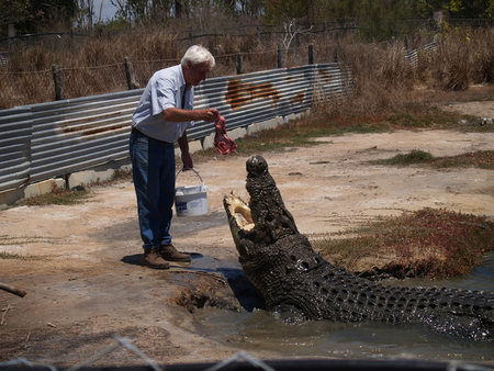 Koorana Saltwater Crocodile Farm - Accommodation Yamba 1