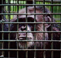 Rockhampton Zoo - Accommodation Yamba