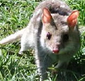 Urimbirra Wildlife Park - Accommodation Yamba