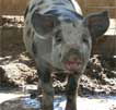 Wagga Wagga Zoo - Accommodation Yamba