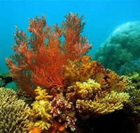 Three Islands Whale Shark Dive - Accommodation Yamba