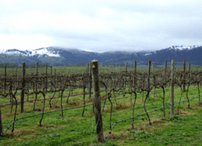 Kinloch Wines - Accommodation Yamba