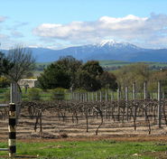 Buller View Wines - Accommodation Yamba