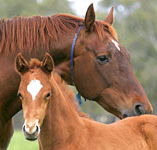 Blue Gum Farm - Accommodation Yamba