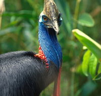 David Fleay Wildlife Park - Accommodation Yamba