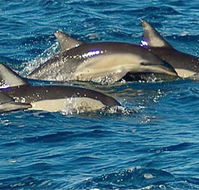 Dolphin Swim Australia - Accommodation Yamba