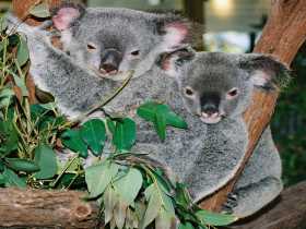 Kuranda Koala Gardens - Accommodation Yamba 2