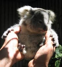 Koala Park Sanctuary - Accommodation Yamba 1