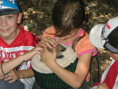 Koala Park Sanctuary - Accommodation Yamba 3