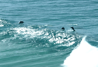 Beach Trekkers North Stradbroke Island - Accommodation Yamba 2