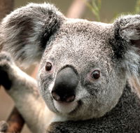 Potoroo Palace - Accommodation Yamba