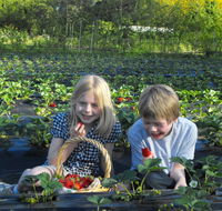 Blue Hills Berries  Cherries - Accommodation Yamba