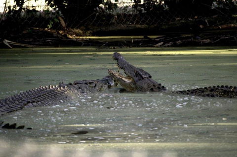 Billabong Sanctuary - Accommodation Yamba 3