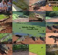 The Malcolm Douglas Crocodile Park - Accommodation Yamba
