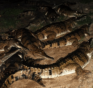 Cairns Night Zoo - Accommodation Yamba 3