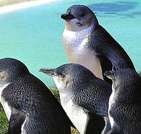 Rockingham Wild Encounters - Accommodation Yamba