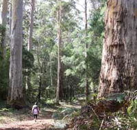 Warren River Loop Walk - Accommodation Yamba