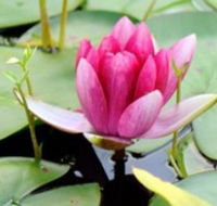 The Lotus Day Spa and Retreat - Accommodation Yamba