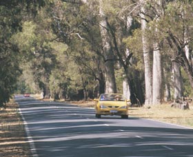 Ludlow Tuart Forest - Accommodation Yamba 0