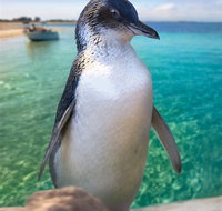 Penguin Island - Accommodation Yamba