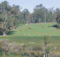 Scenic Drives - Bunbury Collie Donnybrook - Accommodation Yamba