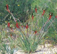 Kalbarri Wildflower Centre - Accommodation Yamba