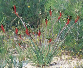 Kalbarri Wildflower Centre - Accommodation Yamba 0