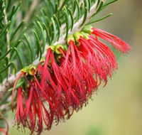 Ethel Daw Scenic Drive - Accommodation Yamba