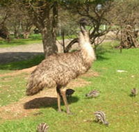 Minlaton Fauna Park - Accommodation Yamba