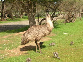 Minlaton Fauna Park - Accommodation Yamba 0