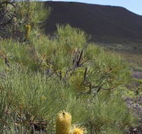 Lesueur Walk Trail Mount Lesueur - Accommodation Yamba