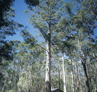 Diamond Tree Lookout Manjimup - Accommodation Yamba