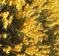 Dalwallinu Remnant Bushland - Accommodation Yamba