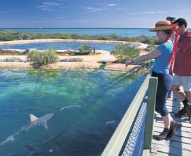 Shark Bay Marine Park - Accommodation Yamba 0