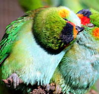 Rainbow Jungle - The Australian Parrot Breeding Centre - Accommodation Yamba