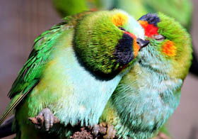 Rainbow Jungle - The Australian Parrot Breeding Centre - Accommodation Yamba 0